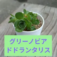 グリーノビア ドドランタリス（抜き苗発送）のサムネイル