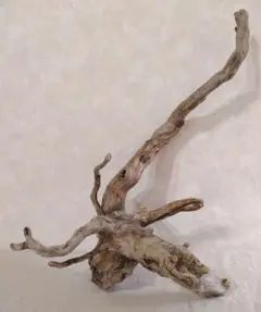 2026年最新】ブランチウッドの人気アイテム - メルカリ