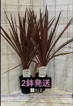 コルジリネ　レッドスター　苗　苗木　観葉植物　赤葉　ドライガーデン　カラーリーフのサムネイル