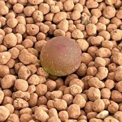 SILVA様 リクエスト 2点 まとめ商品