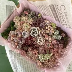 多肉植物　カット苗のサムネイル