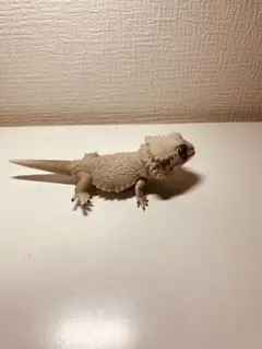 フトアゴヒゲトカゲ フィギュア ハイポゼロ 約10cm