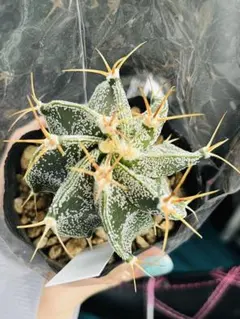 WD.com様 リクエスト 2点 まとめ商品