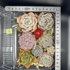 B多肉寄せ植えカット苗　実生苗　普及種入りセット