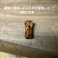 激レア スプリームスタイル ロングL 本花梨 - メルカリ
