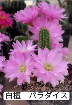 島田様 リクエスト 3点 まとめ商品