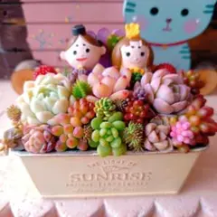 ❤️多肉植物❤️そのまま飾れる寄せ植え❤️お雛様~❤️