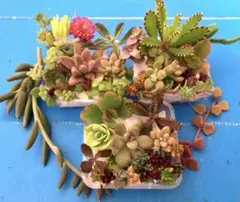 訳あり　多品種　カラフル　育て方メモ　多肉植物　紅葉が綺麗❤️3セット