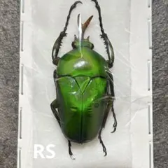 2026年最新】標本 の人気アイテム - メルカリ