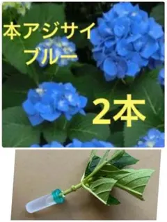 紫陽花カット枝5本 メルカリ便発送致します！ 紫陽花 カット苗5本 挿し木用 宿根草 アジサイ 花 無農薬 - メルカリ