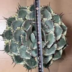 2026年最新】アガベ 大株の人気アイテム - メルカリ