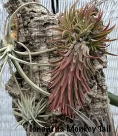 Tillandsia Ionantha Mexican Zebra 速達発送 - メルカリ