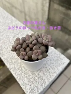 古都の葉さん　小桃いろは　札付き　メルカリ便 古都の葉さん 小桃いろは 札付き メルカリ便 古都の葉さん 小桃