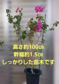 百日紅 夏祭り / 364 - メルカリ