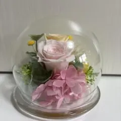 わんどあねこ様ご専用