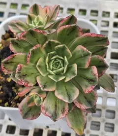 60#多肉植物アエオニウム錦❤️グリ一ンファイア一錦❤️碧火❤3頭11cm