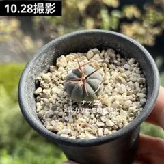 2025年最新】エキノカクタス 雷帝の人気アイテム - メルカリ