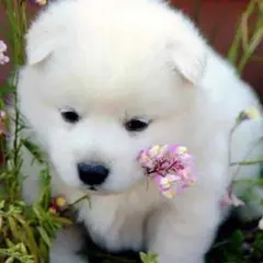 うめこ様 専用ページ