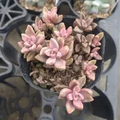 ピーチ姫② ブロンズ姫錦　カット苗　おまけ付き♡ 2025年最新】多肉 ピーチ姫の人気アイテム - メルカリ