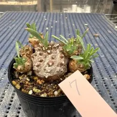 チュッパプーリン様 リクエスト 4点 まとめ商品