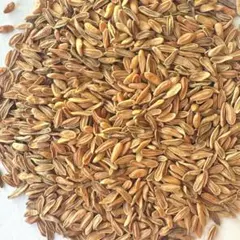 令和8年用 種もみ にじのきらめき ⭐消毒済み⭐ 箱込み1kg - メルカリ