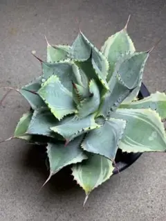 2025年最新】アガベ 吉祥冠錦 中斑の人気アイテム - メルカリ