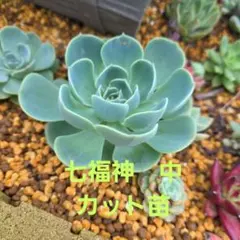 多肉植物 七福神 3カット カット苗 エケベリア セット - メルカリ