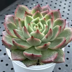 お取り置き　多肉植物　相府蓮錦　発根済 お取り置き 多肉植物 相府蓮錦 発根済 やっぱり好きだなー、相