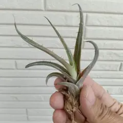 Tillandsia sprengeliana 内陸型　滝沢会長株 Tillandsia sprengeliana 内陸型 滝沢会長株 - メルカリ