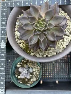 2026年最新】キュービックフロスティ錦の人気アイテム - メルカリ