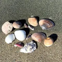 貝殻セット 各種　約13個