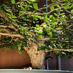 大株 灌木系 塊根植物 コミフォラ エイルCommiphora sp.Eyl - メルカリ