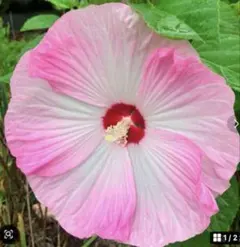 norichan様 リクエスト 2点 まとめ商品