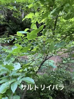サルトリイバラ　山帰来　サンキライ　観葉植物のサムネイル