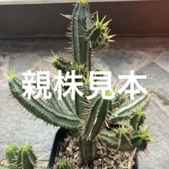 2026年最新】ユーフォルビア ホリダの人気アイテム - メルカリ