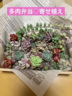 多肉弁当♡多肉植物アレンジメント・寄せ植えセット15種入り