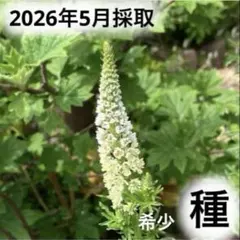 採れたて♪ 上品な花♪ 珍しい花の種 希少 レセダアルバ 種 50粒以上のサムネイル