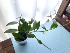 まーる様専用】ホヤ ラクノーサ ルイーザ シルバー鉢タグ付・第四種