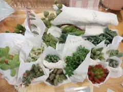 ●多肉●10種類以上●全名前付きカット苗抜き苗寄せ植え紅稚児ブロウメアナなど