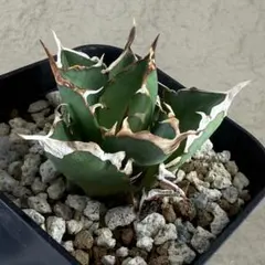 【アガベ 多肉植物 チタノタ オアハカ　オテロイ】自家LED育成実生株発根済みのサムネイル