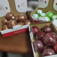 ワンピの実 バラ売り ワノ国コレクション