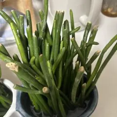 リプサリス パラドクサファイン カット苗③ - メルカリ
