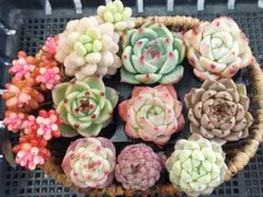 【超Sale】レッドベリー錦入りセット⑤★抜き苗★エケベリア★多肉植物★寄せ植え