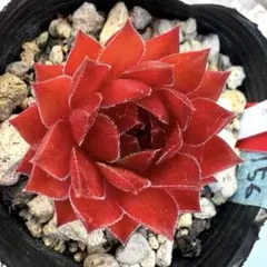 多肉植物 センペルビウム アグロー No.30【白】 - メルカリ