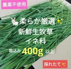 農薬不使用！生牧草　柔らかイネ科牧草箱込み400g入り　小動物おやつ⑥うさぎのサムネイル
