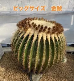 2026年最新】サボテン 金鯱の人気アイテム - メルカリ