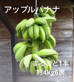 2026年最新】バナナの人気アイテム - メルカリ