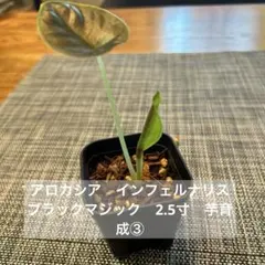 ニートキャット様 リクエスト 2点 まとめ商品