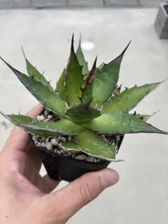 アガベ 鉢植発送 ホリダ 極上血統 大株 2025年最新】アガベ ホリダ 大株の人気アイテム - メルカリ