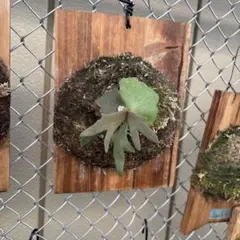 ビカクシダのサムネイル